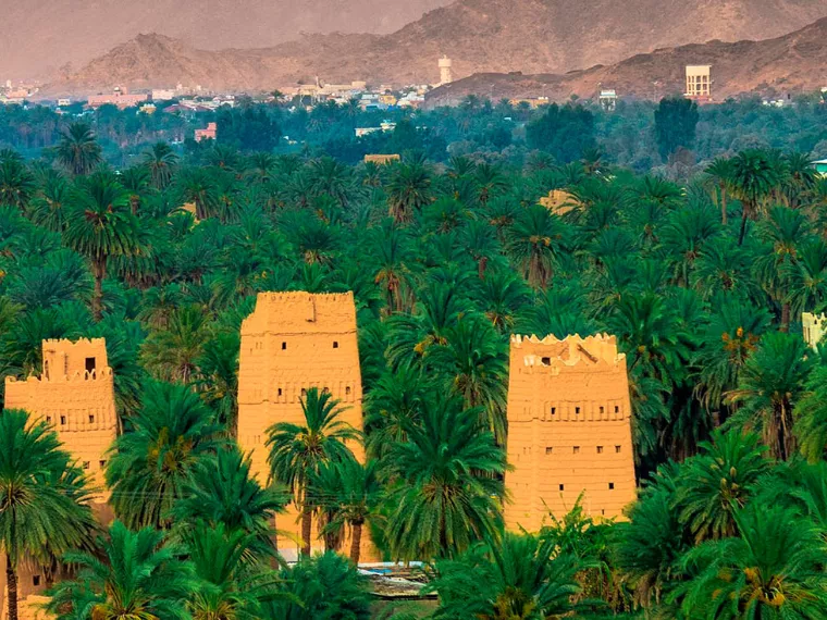 جمعية نجران تسلط الضوء على دور المنطقة كوجهة رئيسية لإنتاج الدواجن في المملكة